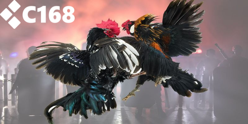 Giới thiệu tổng quan về sảnh đá gà C168